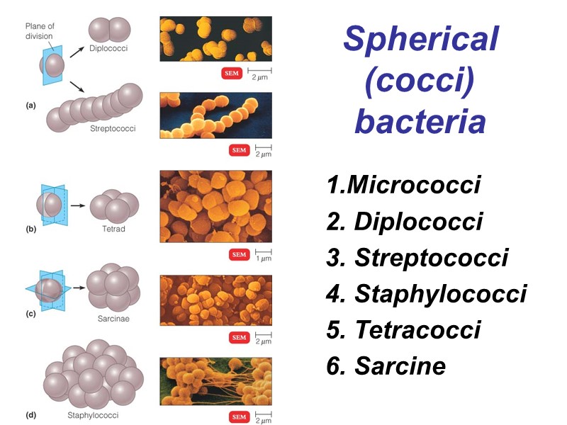 Spherical (cocci) bacteria Micrococci   Diplococci  Streptococci  Staphylococci  Tetracocci 